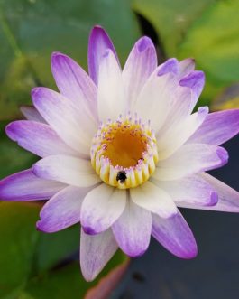 Hot pink and purple joy waterlily combo ( 2 plants)