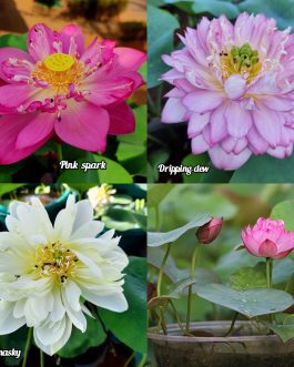 Pink shark,white masky, dripping dew lotus tuber combo (3 tubers)