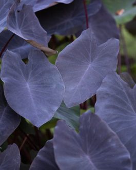 Colocasia Black Magic (single plant)