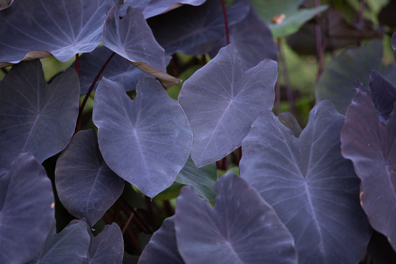 Colocasia Black Magic (single plant) - Image 2