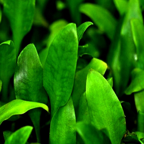 Cryptocoryne Lingua - Image 3