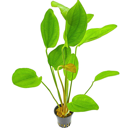 Echinodorus Barthii (large pot) - Image 2