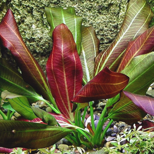 Echinodorus Barthii (large pot) - Image 3