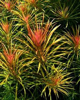 Pogostemon dassen/ Pogostemon stellatus dassen purple (3 stems)