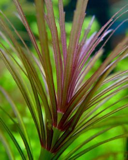 Pogostemon dassen/ Pogostemon stellatus dassen purple (3 stems)