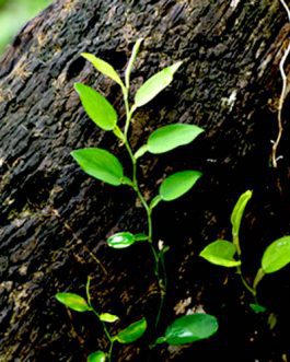 Pothos Scandens (single plant)