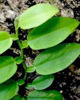 Pothos Scandens (single plant)