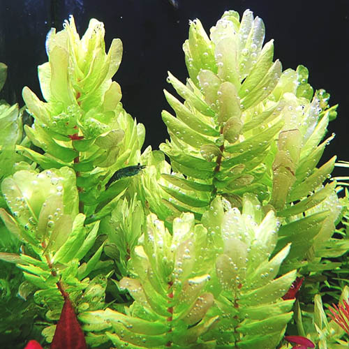 Rotala Tulunadensis (6 stems)
