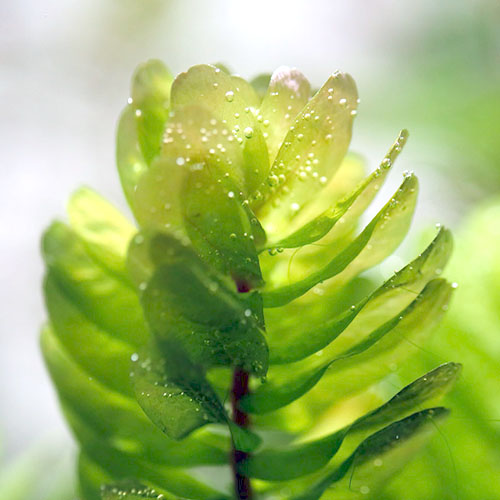 Rotala Tulunadensis (6 stems) - Image 3