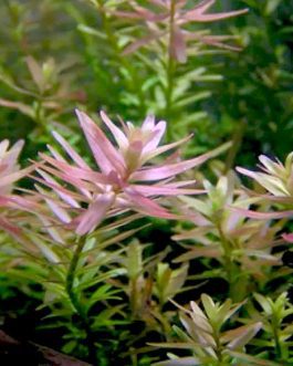 Rotala pink/ Rotala rotundifolia pink (large pot)
