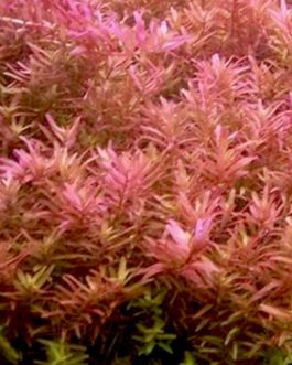 Rotala pink/ Rotala rotundifolia pink (large pot)
