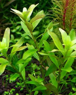 Rotala sp Ceylon (6 stems)