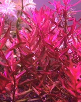 Rotala sp Yarabje (6 stems)