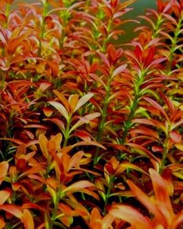 Ammania Sp Sulawesi (3 stems)