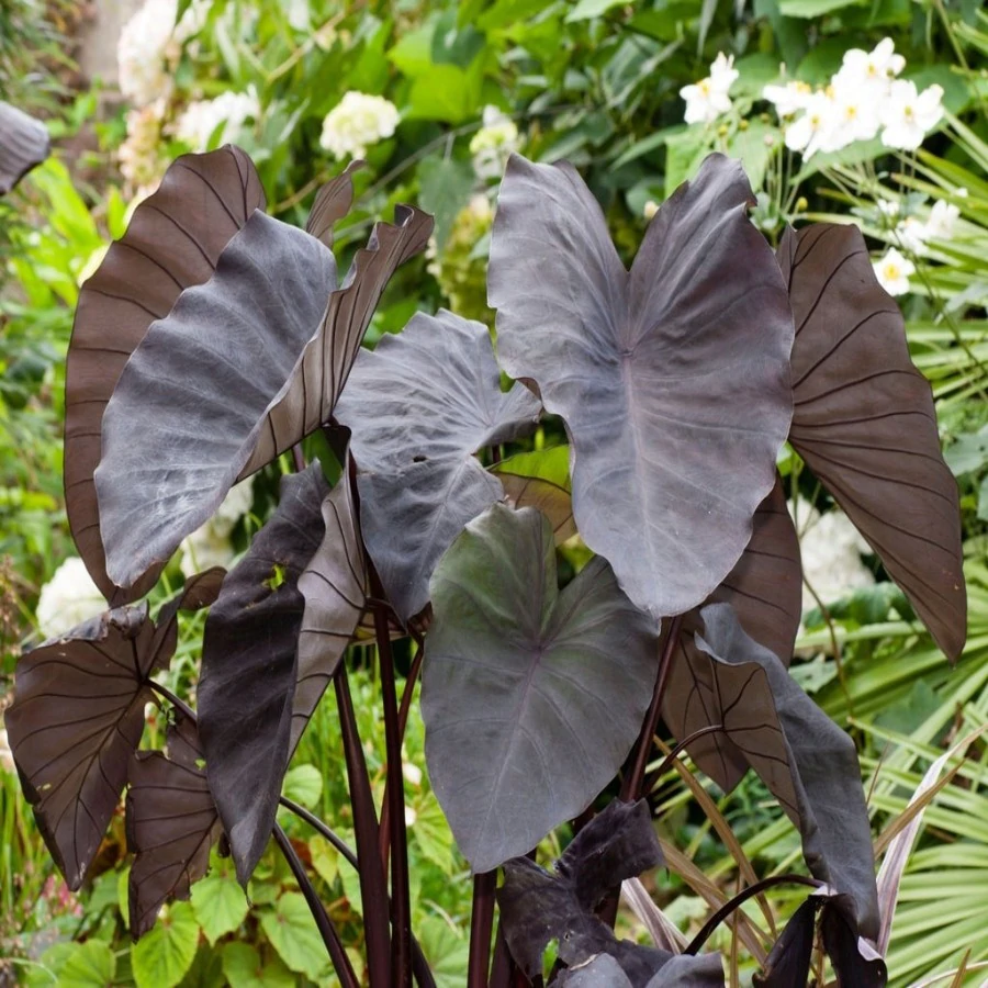 Colocasia Black Magic (single plant)