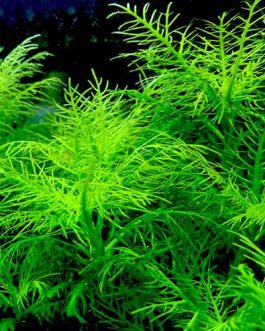 Hygrophila Balsamica (3 stems)