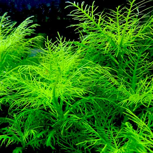 Hygrophila Balsamica (3 stems)