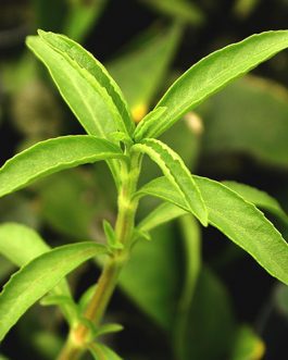 Hygrophila Balsamica (3 stems)