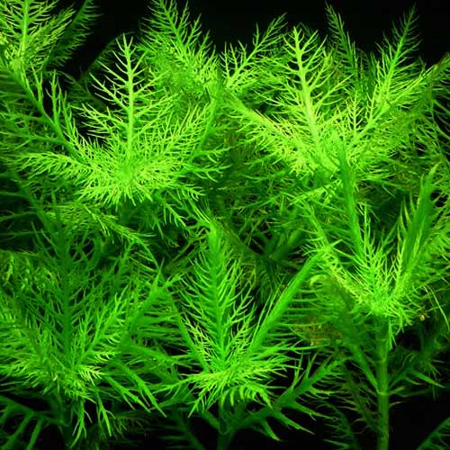 Hygrophila Balsamica (3 stems) - Image 3