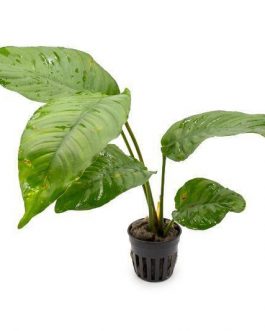 Anubias Heterophylla (single plant pot)