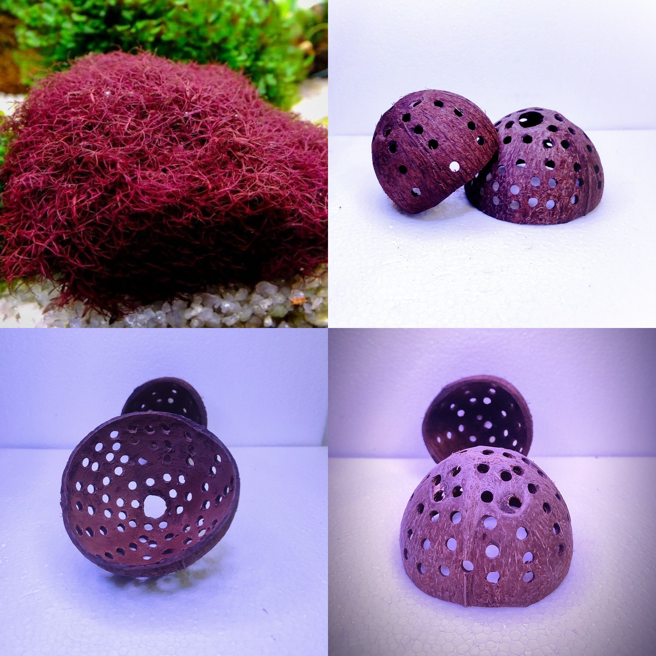 Red moss and shrimp hiding cave combo