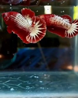 FCCP Startail hmpk betta pair