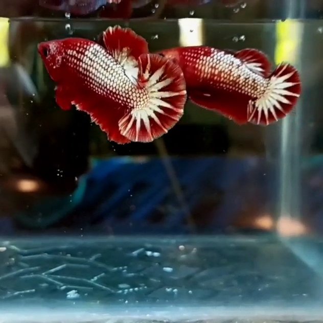 FCCP Startail hmpk betta pair