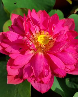 Yellow pror pink Siam ruby Foreigner white lotus tuber combo