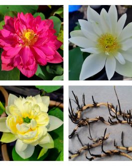 Yellow pror pink Siam ruby Foreigner white lotus tuber combo