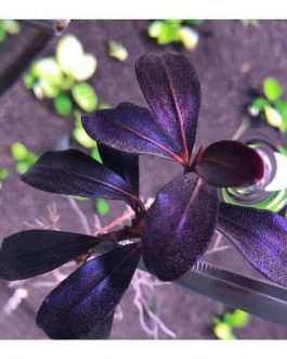 Bucephalandra black cobra