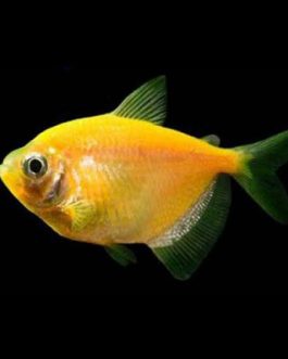 Yellow widow tetra (5 pcs)