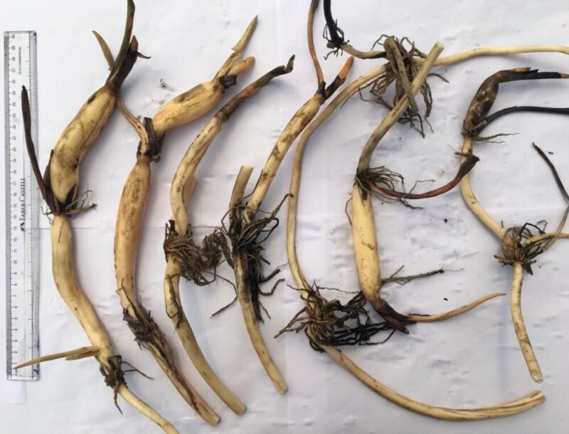 Heart blood, foreigner lotus tuber combo ( 2 tubers) - Image 3