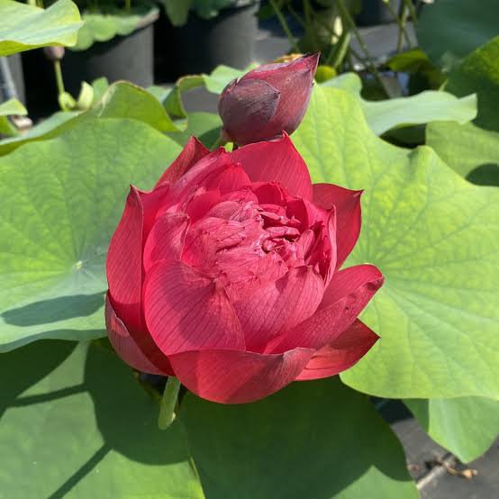 Heart blood, foreigner lotus tuber combo ( 2 tubers) - Image 2