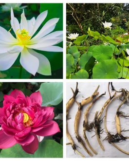 Heart blood, foreigner lotus tuber combo ( 2 tubers)