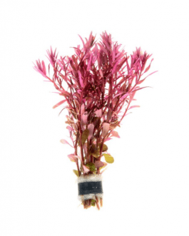 Rotala Narrow leaf Macrandra Red (large pot)