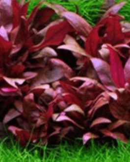 Alternanthera Sp. Burgundy (3 Stems)