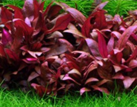 Alternanthera Sp. Burgundy (3 Stems)