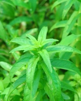 Limnophila sp slender (3 stems)