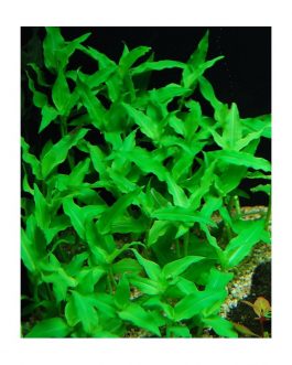 Floscopa Scandens/ Underwater Bamboo (3 Stems)