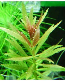 Limnophila Repens (3 Stems)