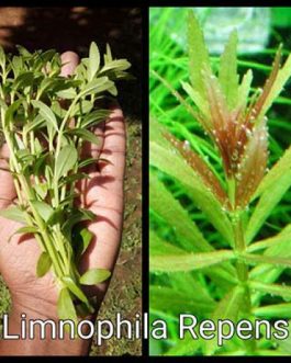 Limnophila Repens (3 Stems)