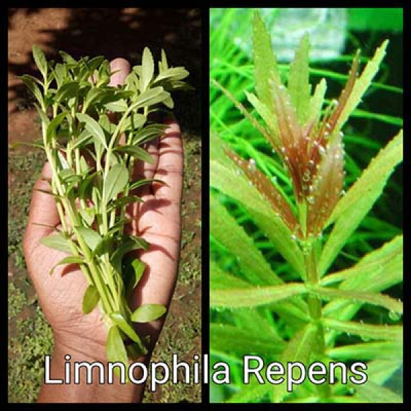 Limnophila Repens (3 Stems)