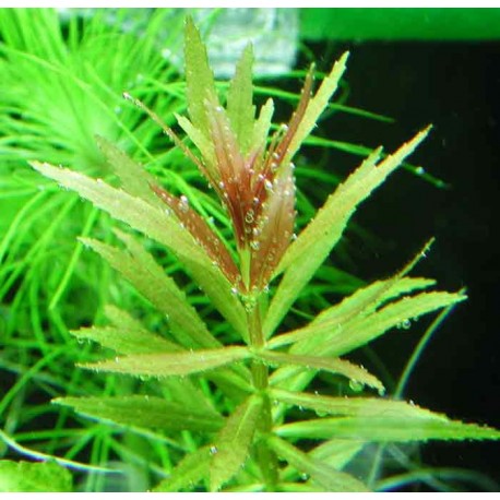 Limnophila Repens (3 Stems) - Image 2