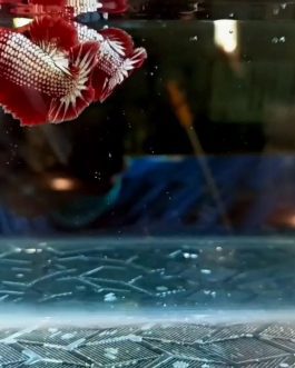 FCCP Startail hmpk betta pair