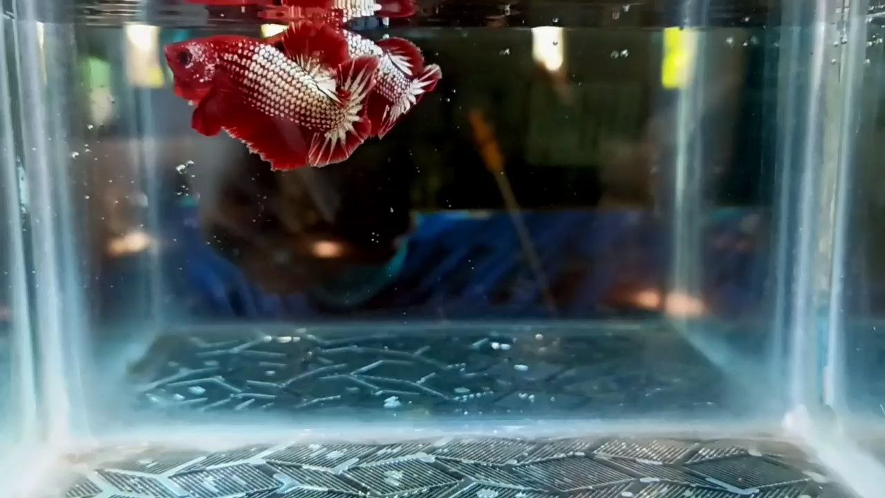 FCCP Startail hmpk betta pair - Image 2