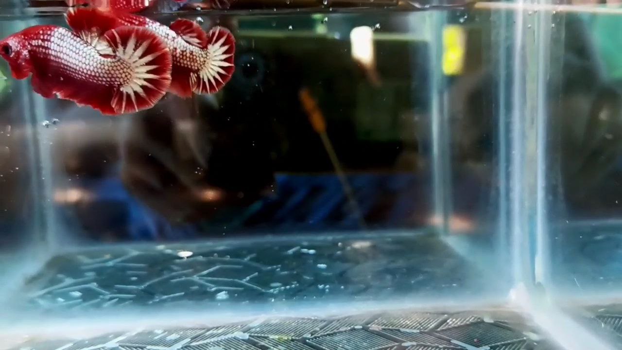 FCCP Startail hmpk betta pair - Image 3