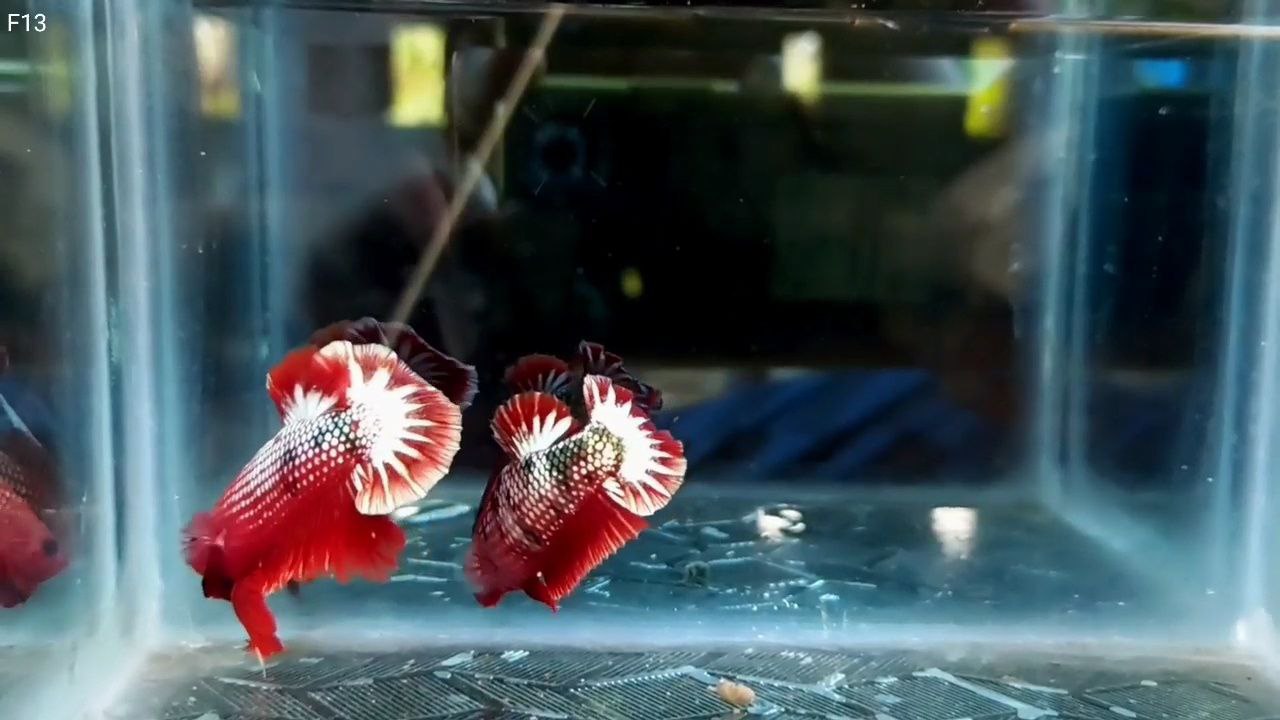 FCCP Startail hmpk betta pair - Image 4