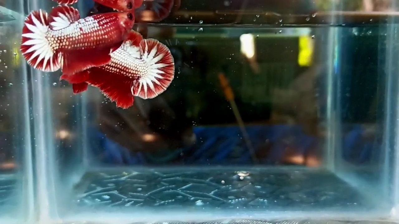 FCCP Startail hmpk betta pair - Image 5