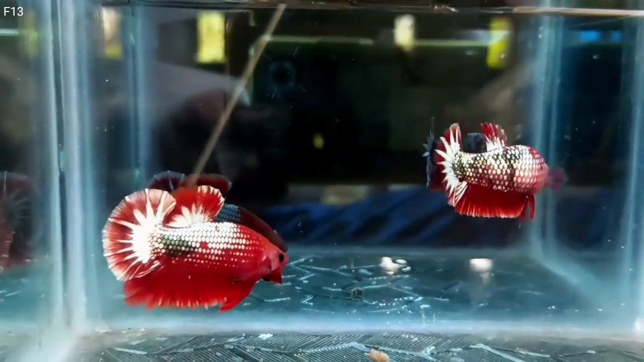 FCCP Startail hmpk betta pair - Image 6