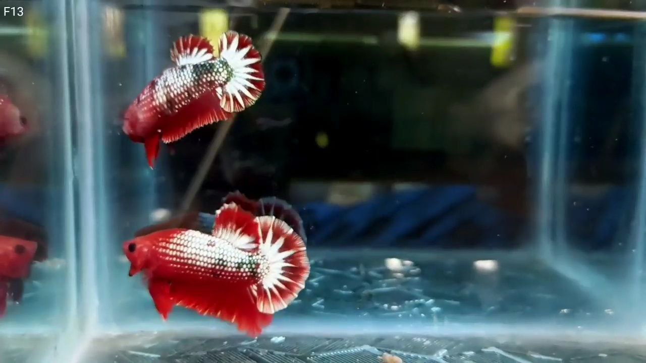 FCCP Startail hmpk betta pair - Image 7